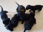 Duchshund Puppies