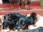 Duchshund Puppies