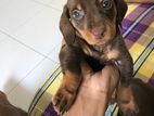 Duchshund Puppies