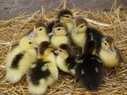 Baby Ducks