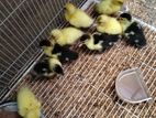 Duck Chicks