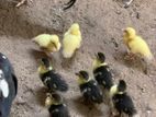 Duck Chicks