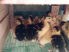 Duck chicks