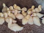Duck Chicks