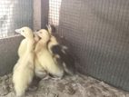 Duck Chicks