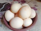Incubated Duck egg