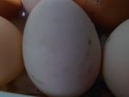 Duck incubated eggs