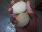 Duck Eggs