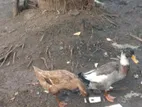 Ducks