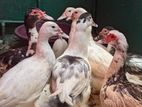Ducks