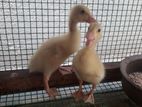 Duck