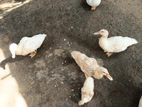Farm Ducks