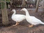 Farm Ducks