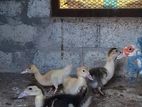 duck