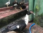 Muscovy Duck