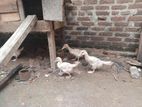 Ducks