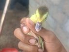Duck Chicks