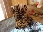 Japanese Bantam Chicken