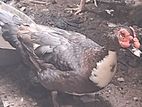 duck manila vaththu
