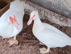 Muscovy Duck Pair