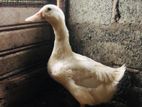 Duck තාරා