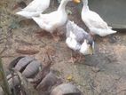 Farm Duck