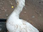 Duckes
