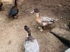 Ducks