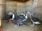 Ducks