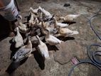 Ducks