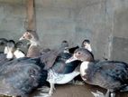 Ducks