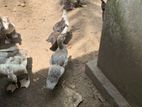 ducks