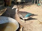 Ducks