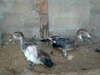 Farm Ducks
