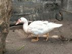 Ducks