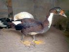 Ducks