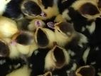 Ducks