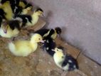 Ducks