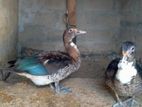 Ducks