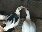 Ducks