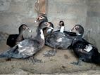 Ducks
