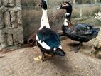 Ducks