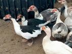 Ducks