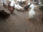 Farm Ducks