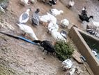 ducks