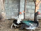 DUCKS