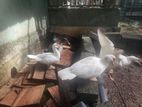 Ducks