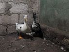 Ducks
