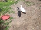 Ducks