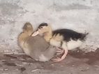 Ducks